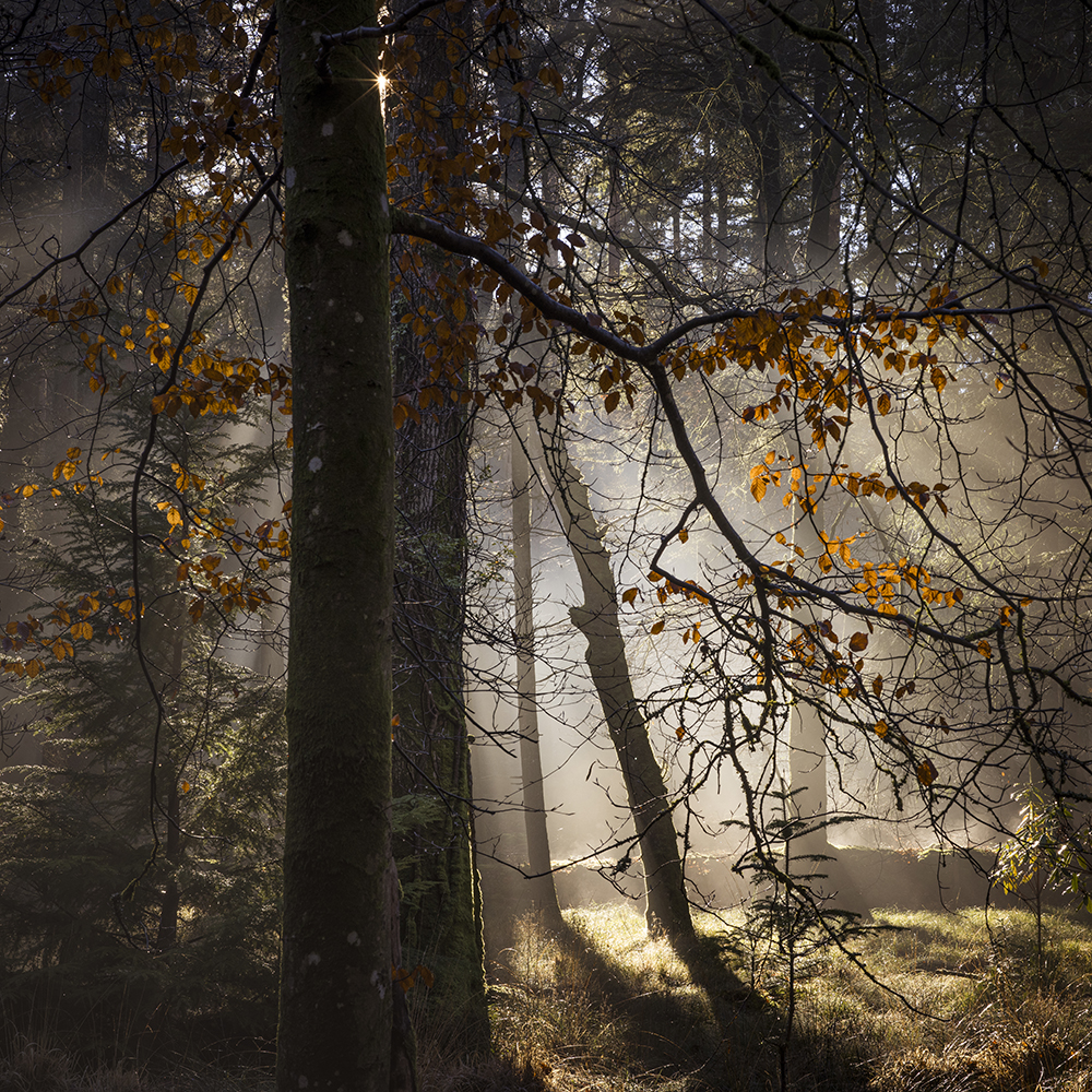 atmospheric woods in autumn