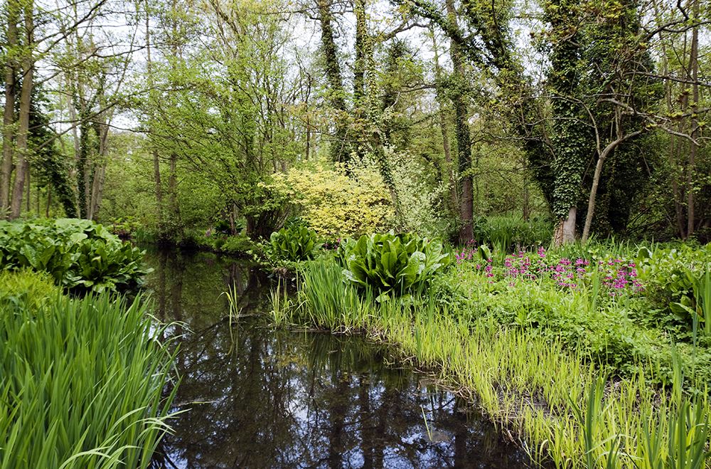 tranquil wooded stream