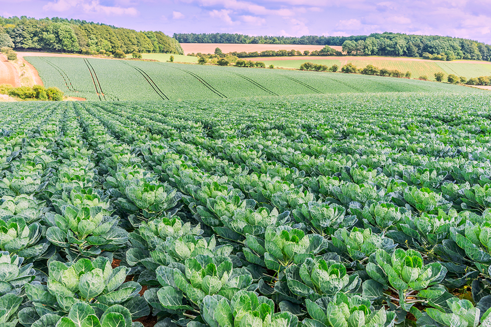 expanse of countryside with crop fields