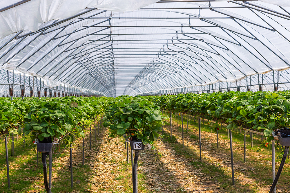 commercial greenhouse with strawberry plants