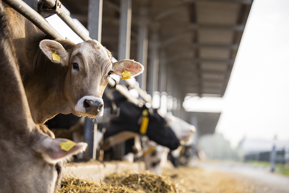 cows feeding in cow shed